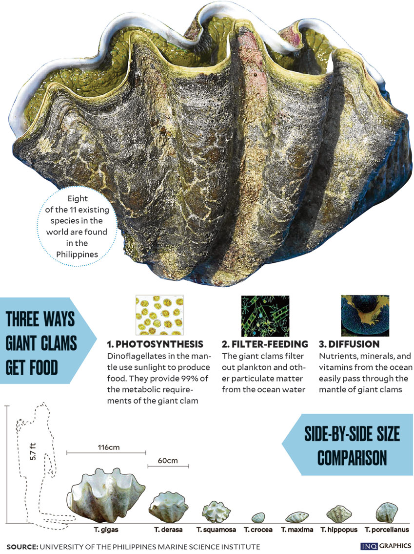 clams-infographics.jpg
